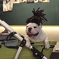 Pet Wigs Dog Wigs Supplies Halloween