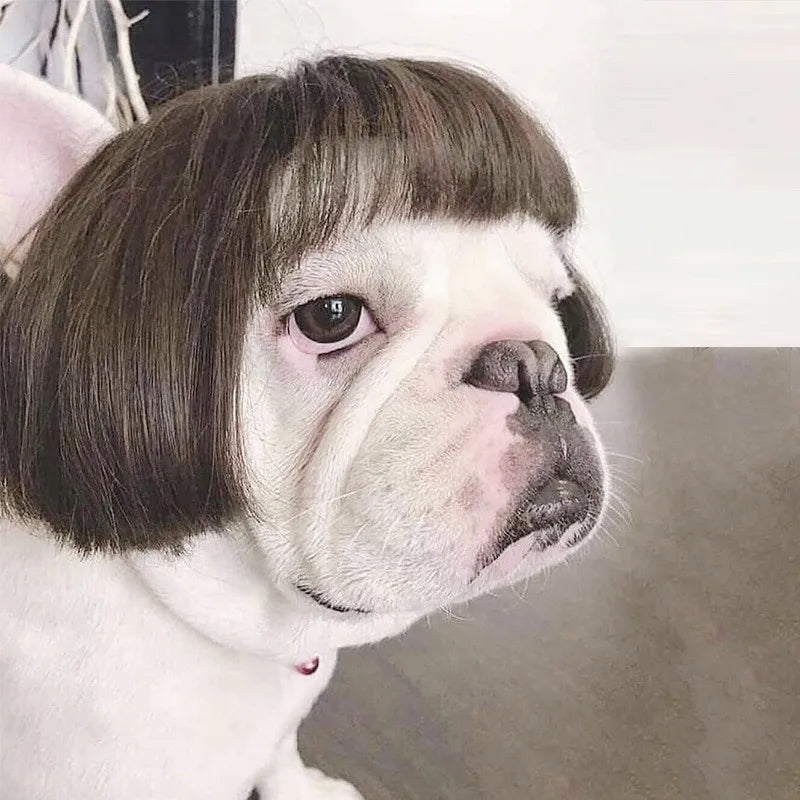 Pet Wigs Dog Wigs Supplies Halloween