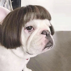Pet Wigs Dog Wigs Supplies Halloween